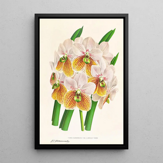 Jean Jules Linden - Vanda Sanderiana var Labello Viridi.webp