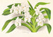 Vanda denisoniana - Jean Jules Linden — näkymä teoksesta