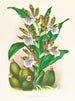 Zygopetalum intermédiaire - Jean Jules Linden — näkymä teoksesta