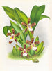 Zygopetalum jorisinum - Jean Jules Linden — näkymä teoksesta