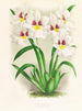 Miltonia Röezli - Jean Jules Linden — näkymä teoksesta