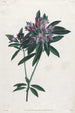 Rhododendron pontique - Jean-Louis Prévost — näkymä teoksesta