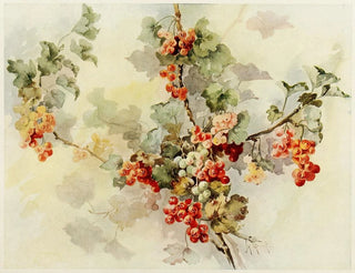 Jeanne M Stewart - Currants.webp