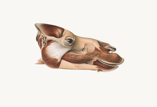 Johan Erik Vesti Boas - Head Of Dromedary After Removal Of Facial Muscles.webp