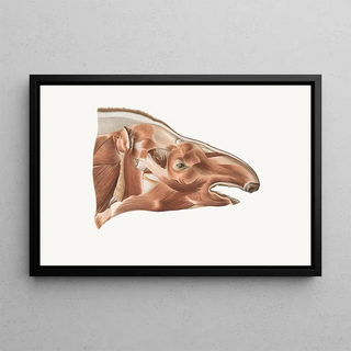 Johan Erik Vesti Boas - Superficial facial muscles of a Tapir.webp