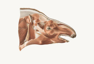 Johan Erik Vesti Boas - Superficial facial muscles of a Tapir.webp