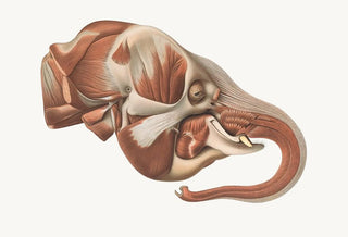 Johan Erik Vesti Boas - The head of the Elephant from the right after removal of the Superficial muscles.webp