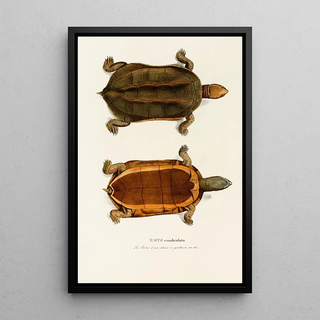 Johann Baptist von Spix - Emys Canaliculata.webp
