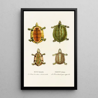 Johann Baptist von Spix - Emys Dorsualis Emys Stenops.webp