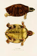 Emys Rufipes - Johann Baptist von Spix — näkymä teoksesta
