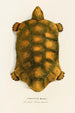 Testudo Hercules - Johann Baptist von Spix — näkymä teoksesta