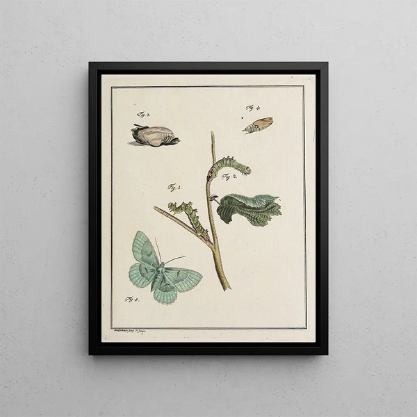 Johann Caspar Fuessli - Archives de lhistoire des insectes Pl09.webp