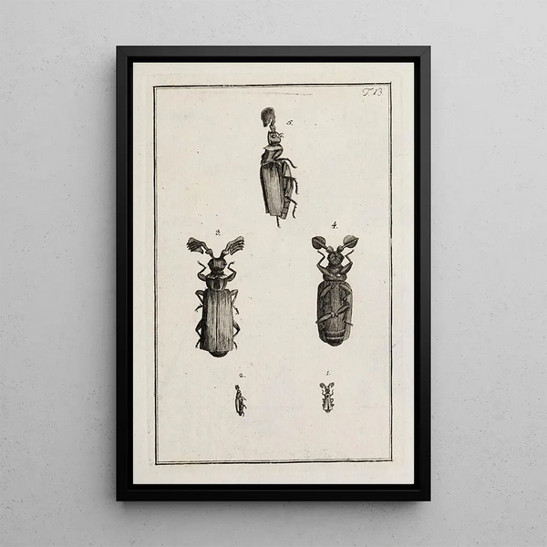 Johann Caspar Fuessli - Archives de lhistoire des insectes Pl13.webp