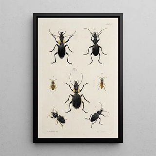 Johann Caspar Fuessli - Archives de lhistoire des insectes Pl42.webp