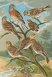 Acanthis cannabina Acanthis flavirostris - Johann Friedrich Naumann — näkymä teoksesta