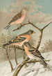 Acanthis cannabina Fringilla montifringilla - Johann Friedrich Naumann — näkymä teoksesta
