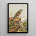 Accentor collaris - Johann Friedrich Naumann — kehystetty taideteos seinällä