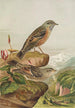 Accentor collaris - Johann Friedrich Naumann — näkymä teoksesta
