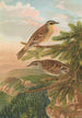 Accentor modularis Accentor montanellus - Johann Friedrich Naumann — näkymä teoksesta