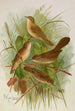 Acrocephalus agricolus Jardon Cettia cetti Marm Locustella lanceolata - Johann Friedrich Naumann — näkymä teoksesta