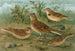 Alauda arvensis, Calandrella brachydactyla, Calandrella pispoletta - Johann Friedrich Naumann — näkymä teoksesta