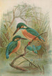 Alcedo ispida - Johann Friedrich Naumann — näkymä teoksesta