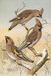 Ampelis garrulus - Johann Friedrich Naumann — näkymä teoksesta