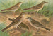 Gustavi Swinhoe campestris spipoletta Richardi Pipit-maalauksen - Johann Friedrich Naumann — näkymä teoksesta