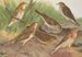 Johann Friedrich Naumannin Anthus trivialis pratensis Richardi Vieillot cervinus pensilvanicus - Maalaus — näkymä teoksesta