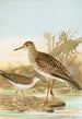 Bartramia longicauda Tringoides macularius - Johann Friedrich Naumann — näkymä teoksesta