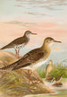 Bartramia longicauda Tringoides macularius Tryngites rufescens - Johann Friedrich Naumann — näkymä teoksesta