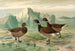 Branta bernicla - Johann Friedrich Naumann — näkymä teoksesta