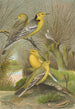 Budytes citreolus Budytes campestris - Johann Friedrich Naumann — näkymä teoksesta