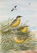 Budytes taivanus Swinhoe Budytes flavus beema Sykes Budytes flavus borealis - Johann Friedrich Naumann — näkymä teoksesta