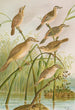 Calamodus schoenobaenus aquaticus arundinaceus - Johann Friedrich Naumann — näkymä teoksesta