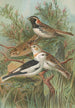 Calcarius lapponicus Plectrophenax nivalis - Johann Friedrich Naumann — näkymä teoksesta