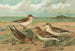 Calidris arenaria Limicola platyrhyncha - Johann Friedrich Naumann — näkymä teoksesta