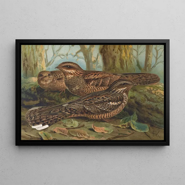Johann Friedrich Naumann - Caprimulgus europaeus.webp