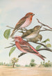 Carpodacus erythrinus Pall Carpodacus roseus - Johann Friedrich Naumann — näkymä teoksesta