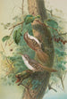 Certhia familiaris Certhia familiaris brachydactyla - Johann Friedrich Naumann — näkymä teoksesta