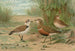 Charadrius alexandrinus Charadrius morinellus - Johann Friedrich Naumann — näkymä teoksesta