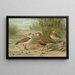 Charadrius alexandrinus Charadrius morinellus - Johann Friedrich Naumann — kehystetty taideteos seinällä