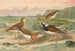 Johann Friedrich Naumannin Charadrius asiaticus Arenaria interpres - Maalaus — näkymä teoksesta