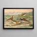 Johann Friedrich Naumannin Charadrius asiaticus Arenaria interpres - Maalaus — kehystetty taideteos seinällä