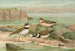Johann Friedrich Naumannin Charadrius dubius Scop - Maalaus — näkymä teoksesta