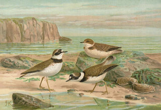 Johann Friedrich Naumann - Charadrius dubius Scop.webp