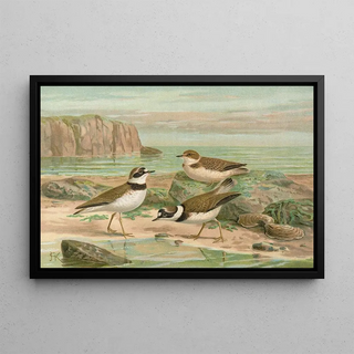 Johann Friedrich Naumann - Charadrius dubius Scop.webp