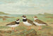Charadrius hiaticula - Johann Friedrich Naumann — näkymä teoksesta