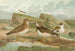 Johann Friedrich Naumannin Charadrius morinellus Arenaria interpres Charadrius alexandrinus - Maalaus — näkymä teoksesta