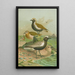 Charadrius pluvialis Charadrius squatarola - Johann Friedrich Naumann — kehystetty taideteos seinällä